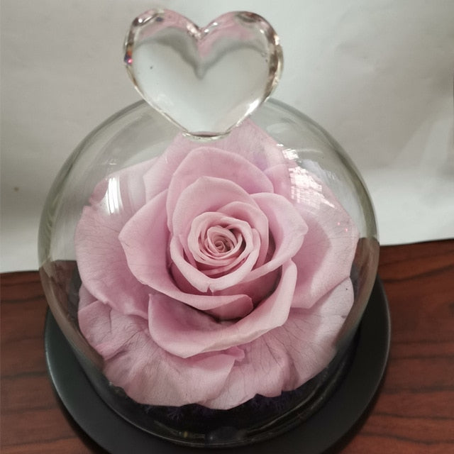 Růžový květ ve skleněné kopuli
